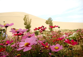 Цветы, природа, лето