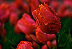 тюльпан, лепестки, бутоны, Тюльпаны, роса, бутон, цветы