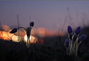 ночь, природа, свет, Цветы