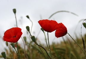 Маки, капли, настроение, погода, природа, цветы, лето