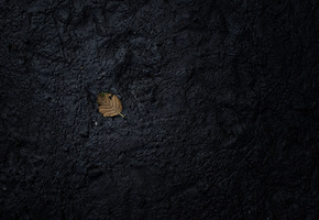 обои, Лист, макро