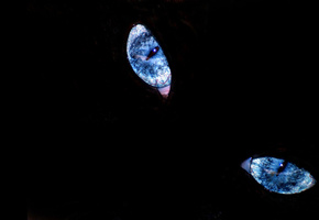 кошачие, Сине, голубые, глаза