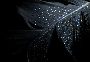 Минимализм, капли, перо, фон, чёрный