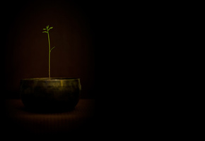 вазон, Разное, цветок, обои