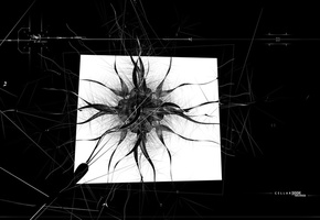 черный, Cellardoor, линии