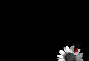 ромашка, Божья коровка, чб