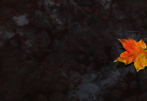 Клён, вода, осень, кленовый лист