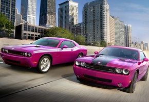 challenger srt, дорога, розовый, Dodge, challenger rt