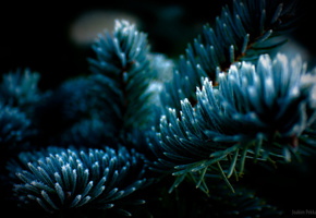 Ветка, ель, иний, макро