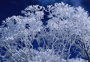 белым по белому, синева, дерево. изморозь. узор
