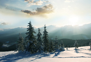 сияние. небо, елки, зима, снег