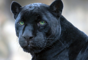 Ягуар, пантера, черная