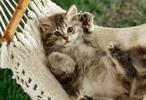 лапы, гамак, Кот