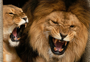 лев, львица, Львы, оскал, пасть