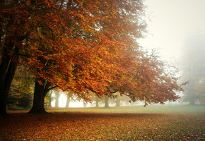 ковёр из листьев, Парк, туман, утро, осень