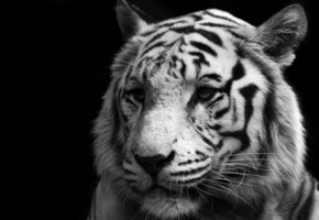tiger, Белый, white, тигр, кошка, хищник