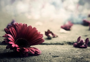 асфальт, макро, цветок, лепестки, гербера, фото, Земля
