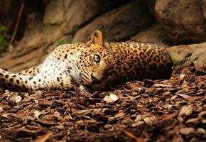 лежит, Леопард, камни, взгляд, листья