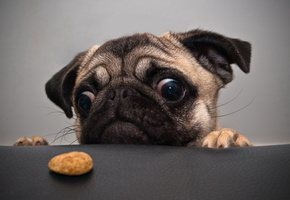 Собака, печенька, мопс