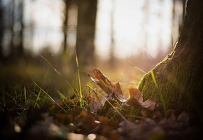 растения, листья, мох, дерево, трава, Природа, лес