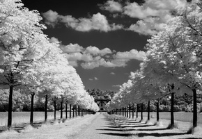 Природа, облака, небо, деревья, аллея, горизонт, дорога