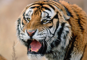 морда, хищник, сибирский, Тигр