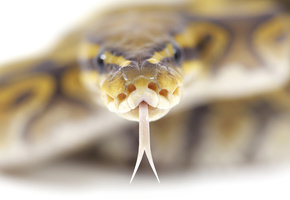 Макро, гипноз, глаза, голова, язык, змея