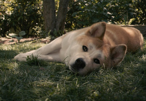 грусть, пёс, ожидание, хатико, рыжий, Собака