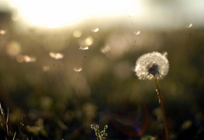 одуванчик, вечер, растения, поле, Природа, закат