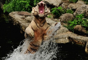 брызги, вода, Тигр, пасть