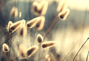 свет, природа, солнце, Растения, лучи, пушинки, стебли