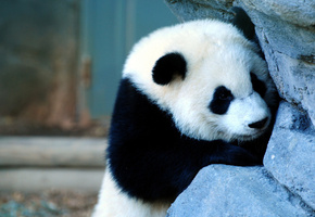 камень, морда, Панда