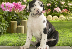 малыш, щенок, Песик