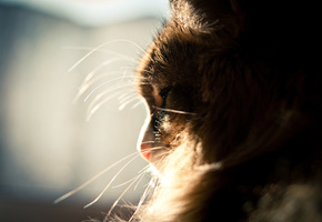 усы, окно, спит, Кот, солнце, пушистый