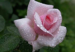 розовая, dew, роза, Rose, waterdrops, pink, beautiful nature wallpapers, flower
