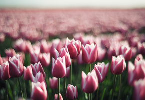 цветы, весна, тюльпан, бутоны, цветок, Тюльпаны