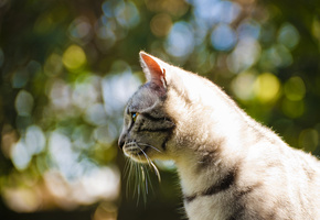 глаза, шерсть, фон, размытость, фото, Кот, усы, кошка