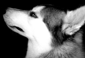 Обои, собаки, морда, хаски, животные, глаза, чб