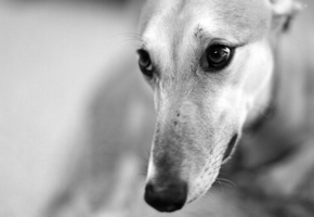 взгляд, морда, Собака