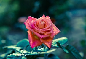 Цветы, фокус, резкость, роза, flowers, лепестки, стебель