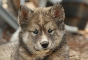 Собака, хаски, щенок, пес