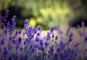 цветение, лето, поляна, растения, Природа, фон, цветы