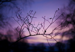 макро, сумерки, природа, Вечер, фото, ветки, ветви, фон
