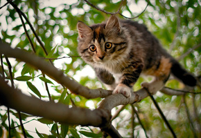 Котенок, дерево, ветки