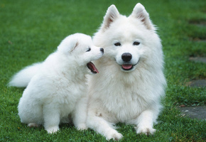 щенок, Собаки, белые, трава, мать, детёныш, газон