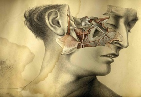 сосуды, мышцы, лицо, креатив, анатомия, Рисунок, голова