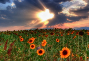 небо, закат, подсолнухи, Поле, облака