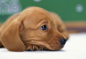 Собака, щенок, такса, песик