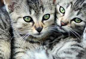 полосатый, Коты, глаза, усы, двое