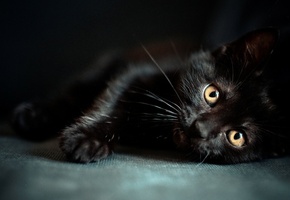 котенок, wallpapers, Черный, глазки, мордочка